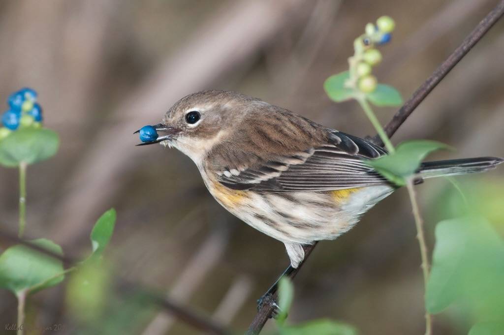 Yellow-rumped Warbler by Kelly Colgan Azar is licensed under CC BY-ND 2.0.